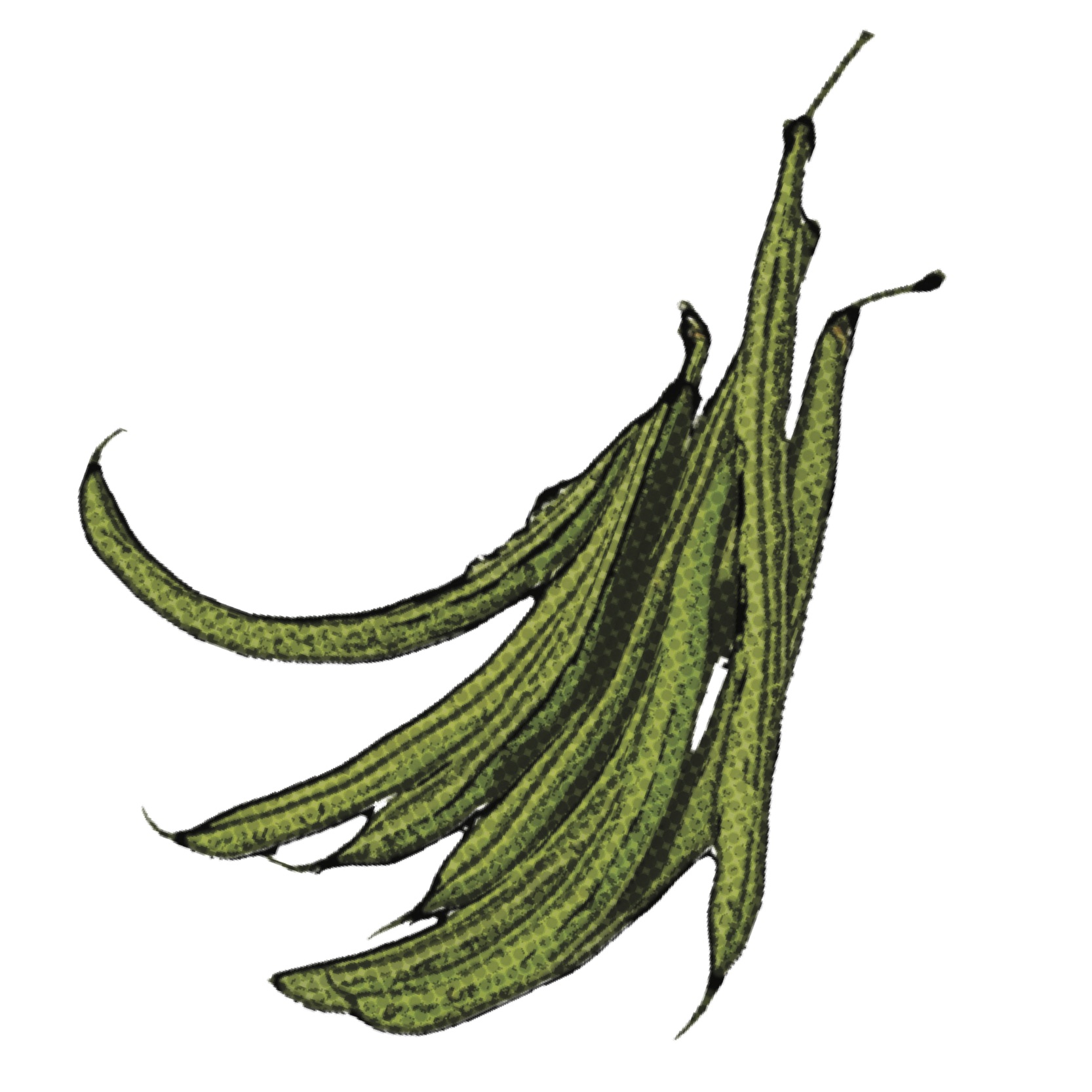 Find Green Bean Recipes