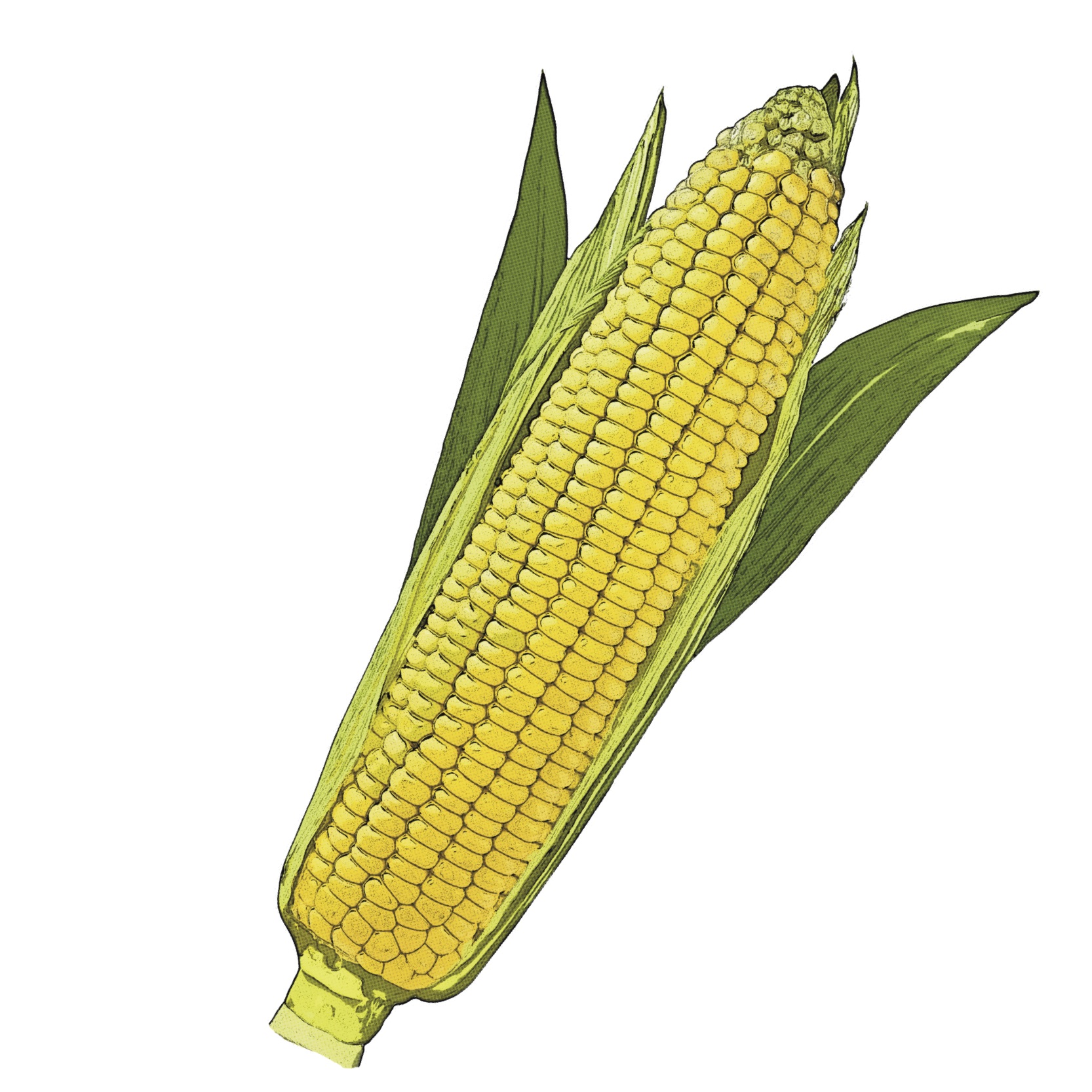 Find Corn Recipes