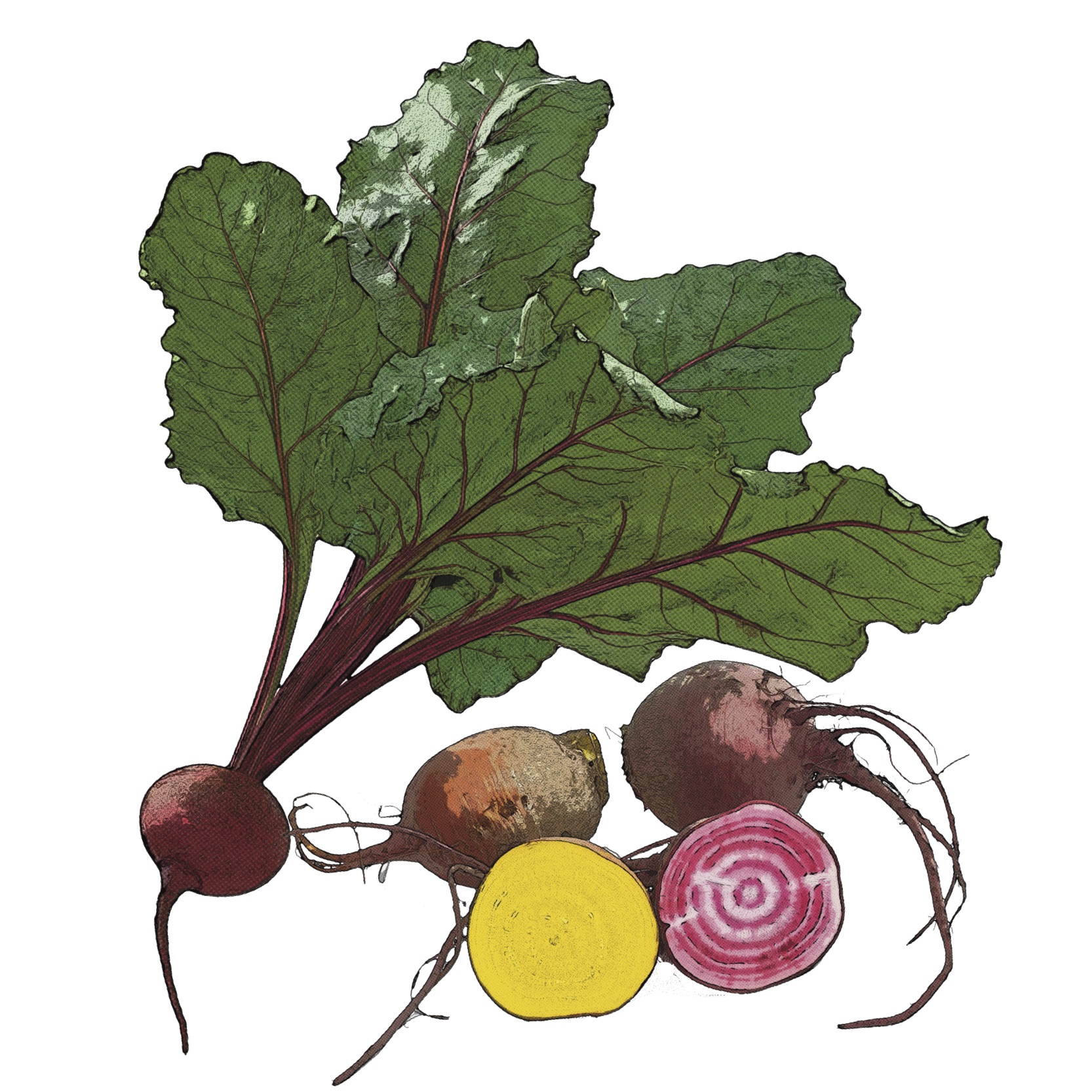 pop art image of a bunch of beets