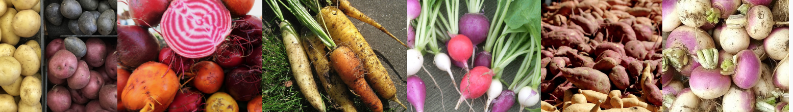 lots of different root vegetables