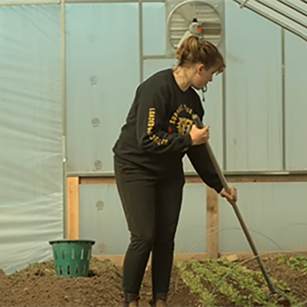 farmer weeding rows of crops in her high tunnel