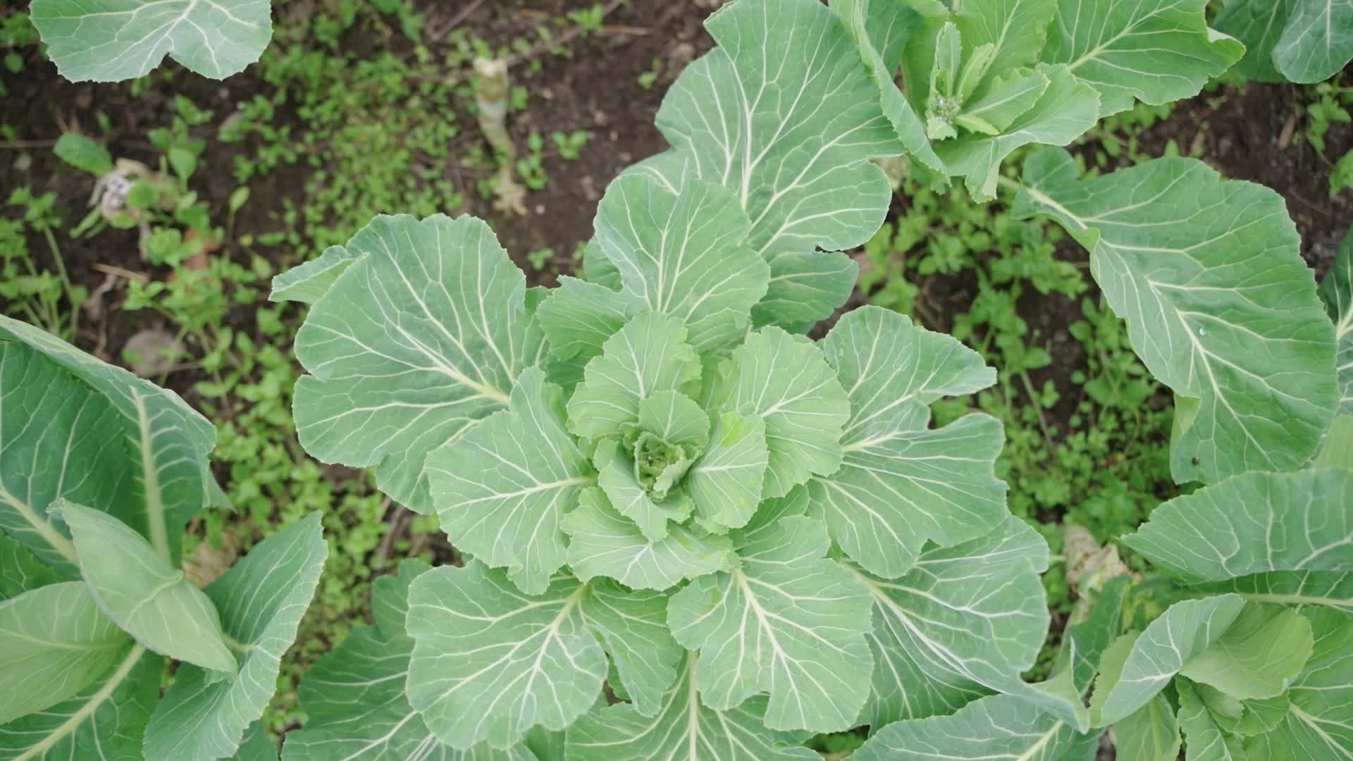 overhead of view of broccoli in a field before the broccoli crowns have developed