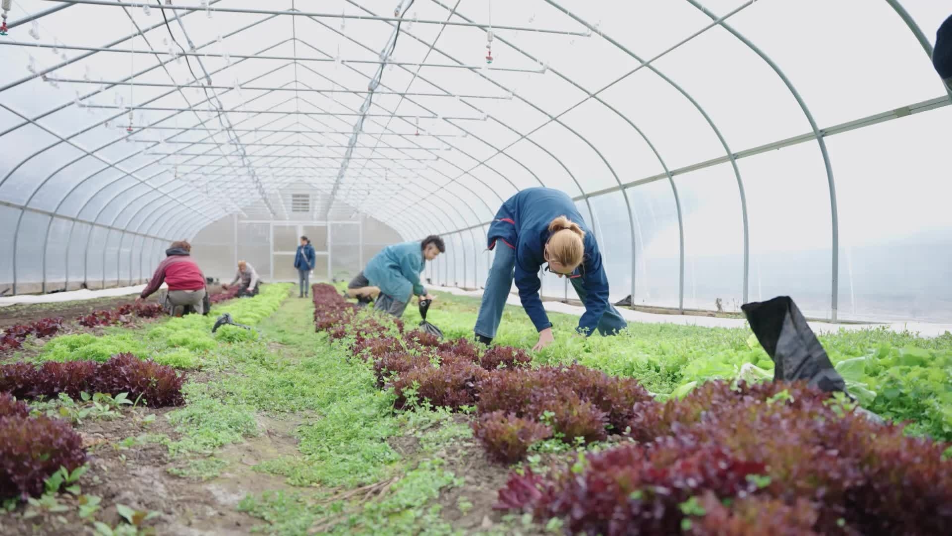 farmers in a high tunnel harvesting carrots from the ground