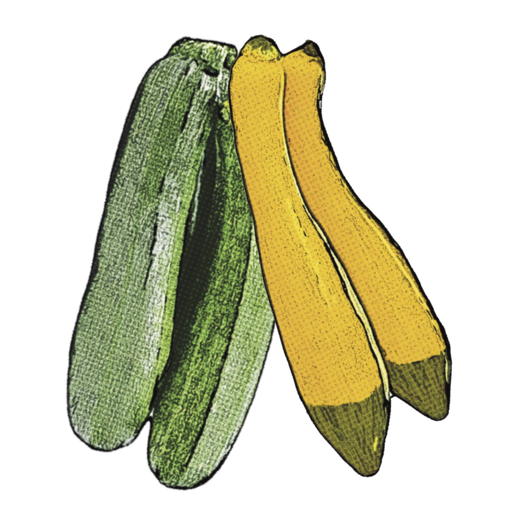 pop art image of zucchini and summer squash