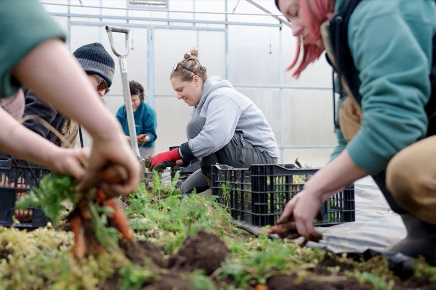 five people in a greenhouse picking carrots