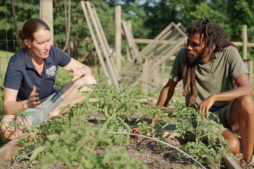 woman in a garden talking to a man next to tomatoes