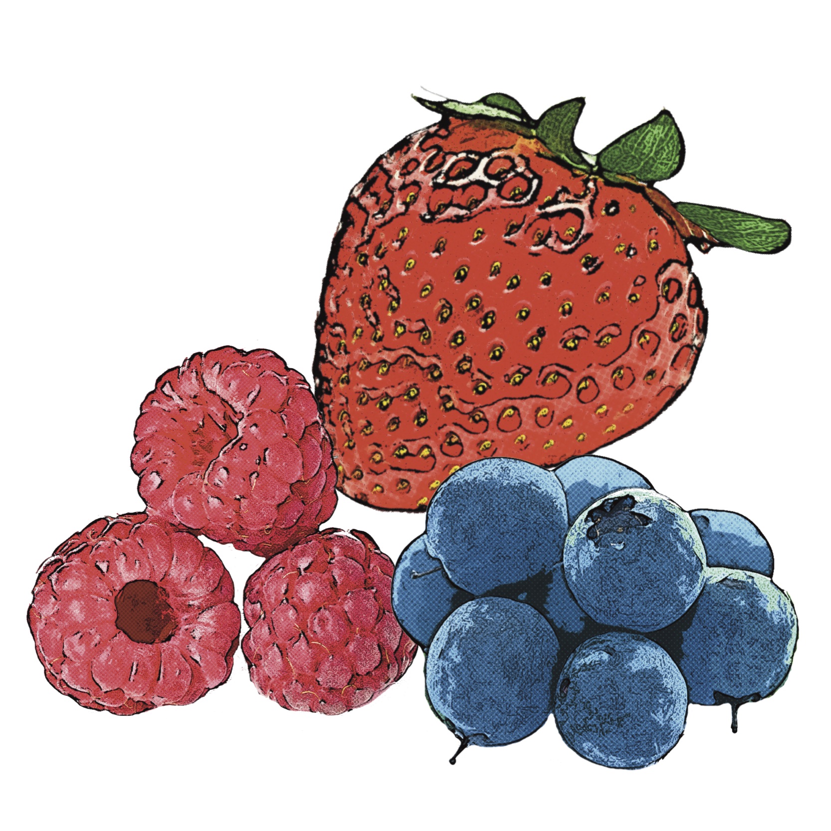 Illustration of rasberries, strawberries and blueberries.