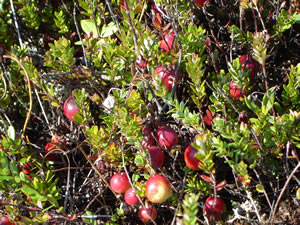 cranberry bush