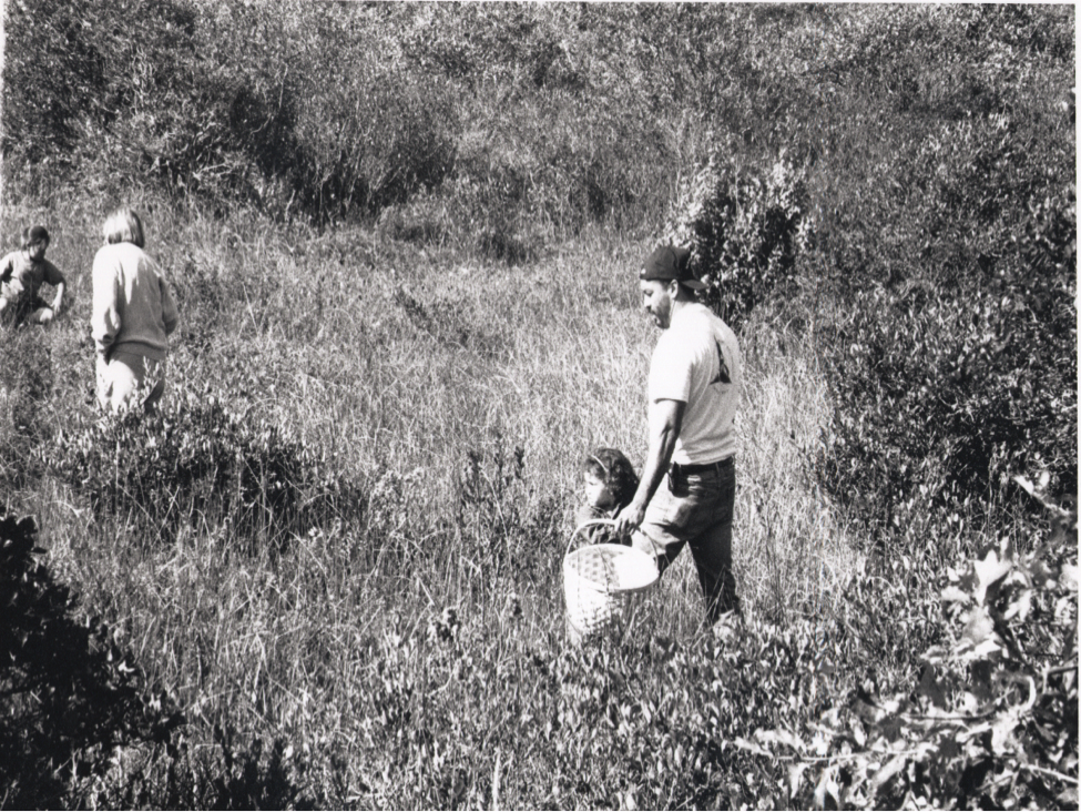 old black and white photo of a father and small son walking in a cranberry bog.