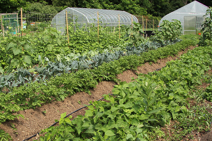 Greenhouses with gardens growing in the front