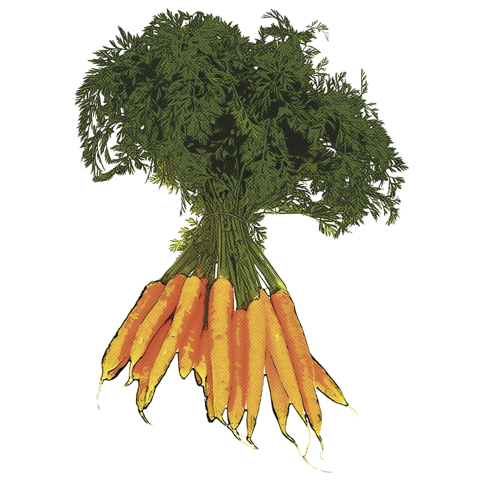 pop art graphic of a bunch of carrots