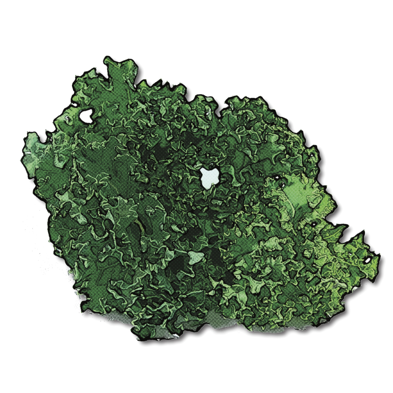 pop art graphic of kale