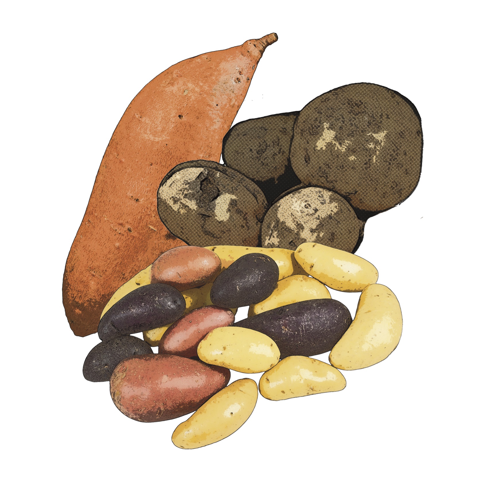 pop art graphic of different types of potatoes
