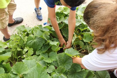 kids picking beans in a vegetable bed.