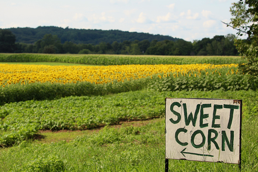 a sign saying Sweet Corn next to a large corn field.