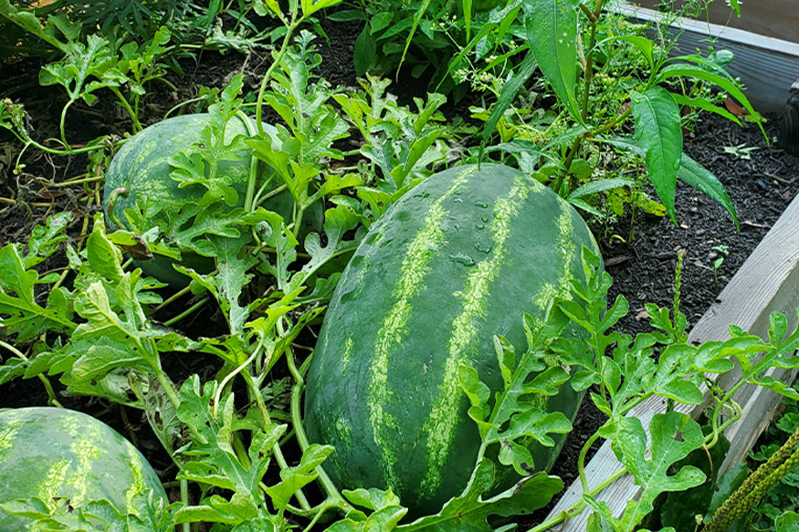 watermellons in garden